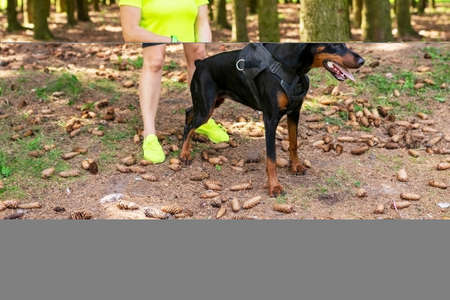 Doberman with a cynologist, in attack training, in the face. high quality photoの写真素材