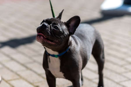 French bulldog, in the city, on a leash. high quality photoの写真素材