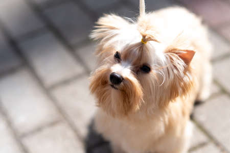 Yorkshire terrier, golden color, with a bow on his head. high quality photoの写真素材