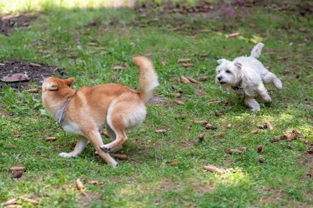 West highland white terrier and shiba inu running on green grassの写真素材