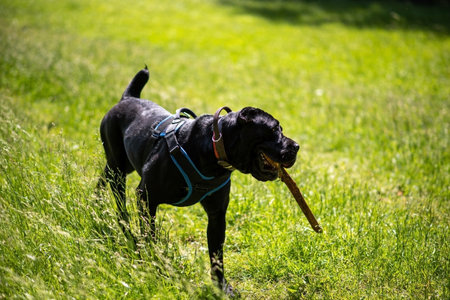 Cane Corso with a stick in his teeth runs through the grass. high quality photo