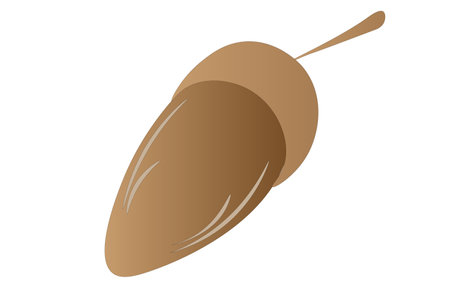 Acorn on a white background, children's drawing. vector illustrationのイラスト素材