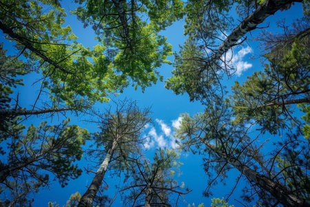 View of the sky from below, through the trees. Generative AI. High quality photoの素材