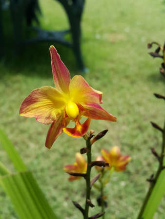 Ground orchidの写真素材