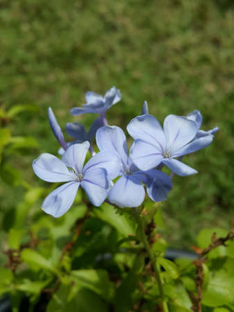 Leadwortの写真素材