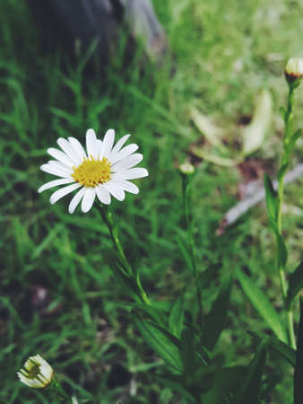 Marquerite flowerの写真素材