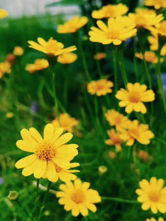 Dahlberg Daisyの写真素材