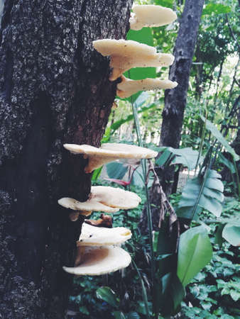 mushroom on treeの写真素材