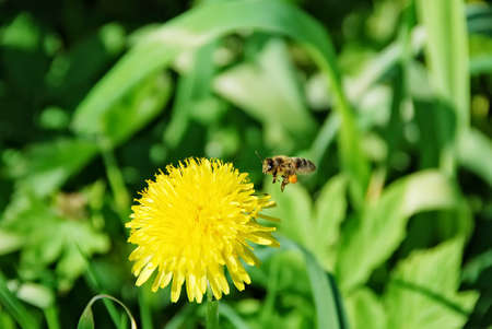 With greed bees collect nectar to bring it to the hive. it is necessary forの写真素材