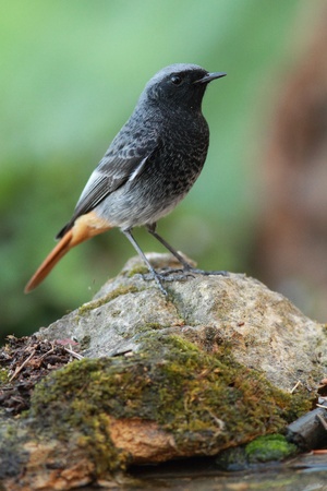 Black redstart