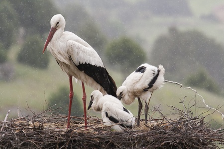 Stork nest with two chicksの写真素材