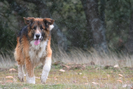 German shepherd running on a snowy dayの写真素材