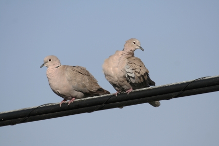 Couple of Eurasian Collared Dove (Streptopelia decaocto) perched on a wire の写真素材