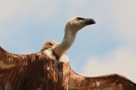 Griffon vulture portraitの写真素材