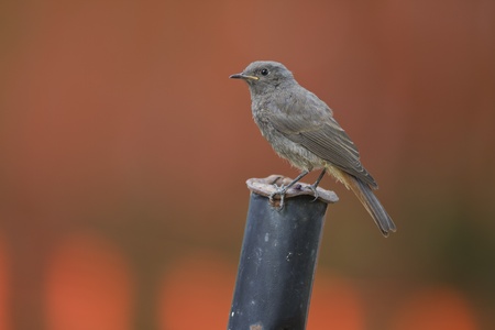 Young Black Redstart in the gardenの写真素材