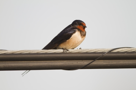 Barn Swallow perched on a wireの写真素材