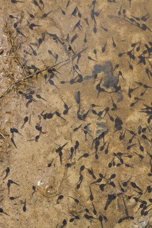 Portrait of toad tadpoles on a lakeの写真素材