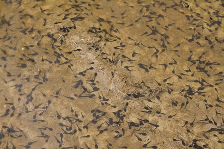 Landscape of toad tadpoles on a lakeの写真素材