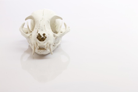 Cat skull on white backgroundの写真素材