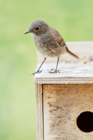 Female Black Redstart perched on a birdbox