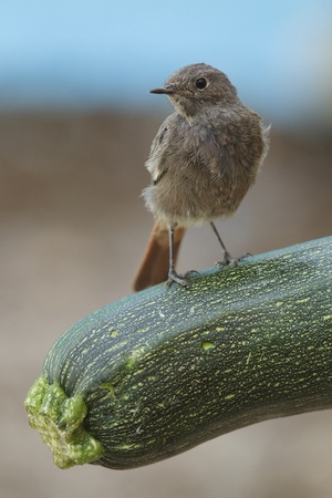 Black Redstart perched on a zucchini 