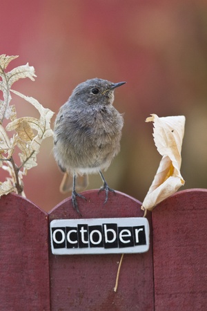 Black Redstart perched on a decorated fence with October letters and motifs 