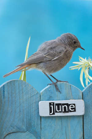 Black Redstart perched on a decorated fence with June letters and motifs の写真素材