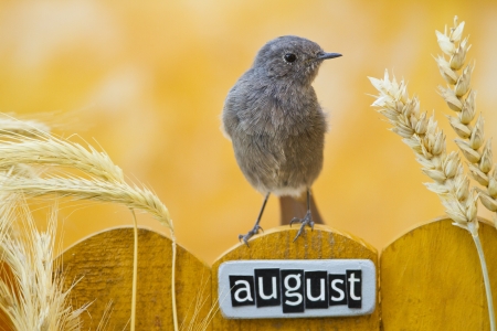 Black Redstart perched on a decorated fence with August letters and motifs, landscape orientationの写真素材