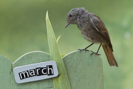 Black Redstart perched on a decorated fence with March letters and motifs,landscape orientationの写真素材