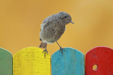 Black Redstart perched on a colorful fence on golden backgroundの写真素材