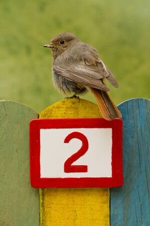 Female Black Redstart perched on a fence with the number two painted on it 