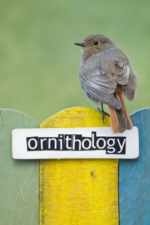 Female Black redstart perched on a fence decorated with the word ornithology