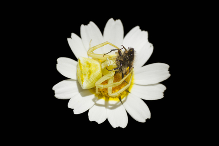 White spider crab hunting a beetle の写真素材