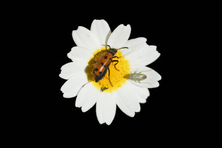 Red beetle perched on a daisy, isolated on blackの写真素材