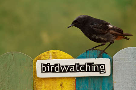 Male Black Redstart on a fence decorated with the word birdwatchingの写真素材