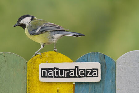Great tit perched on a fence decorated with the word spring written on spanishの写真素材