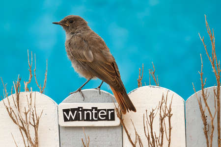 Female Black Redstart perched on a fence decorated with the word Winterの写真素材