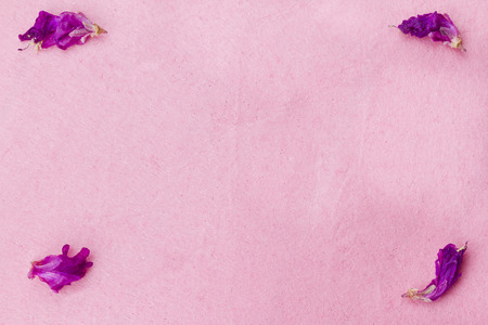 Flower petals on pink backgroundの写真素材