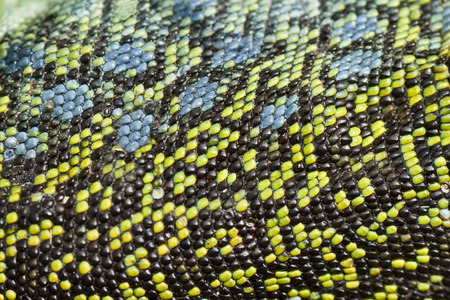 Texture of an Ocellated lizard skinの写真素材