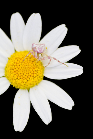 Crab spider on black backgroundの写真素材
