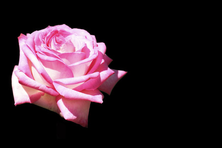 Pink rose isolated on black backgroundの写真素材