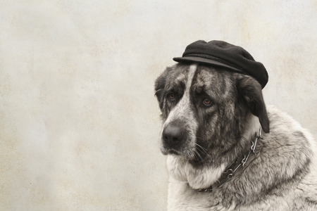 Postcard of a sad dog with copyspace at the leftの写真素材