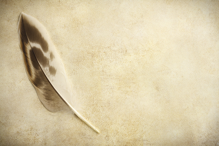 Feather on old paper backgroundの写真素材