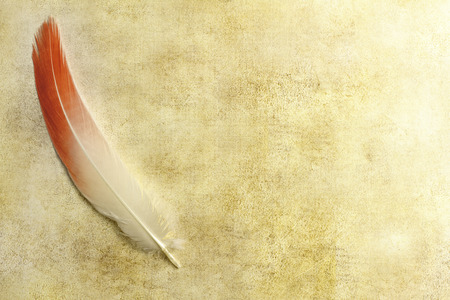 Feather on old paper backgroundの写真素材