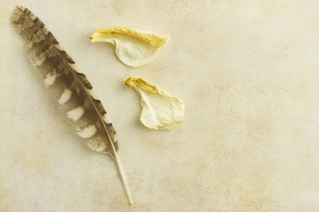 Feather and dead flowers on old paper backgroundの写真素材
