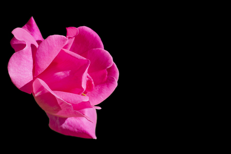 Pink rose isolated on black with copy space on the rightの写真素材