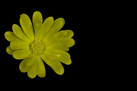 Green flower isolated on black with copy space on the rightの写真素材
