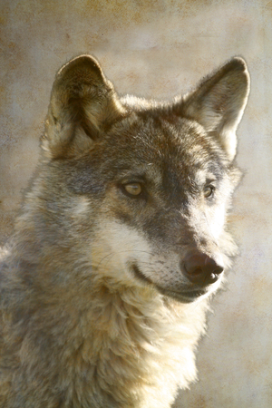 Wolf portrait on old paper background