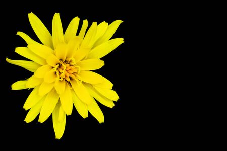 Yellow flower isolated on blackの写真素材