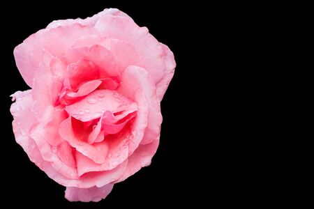 Pink roseの写真素材